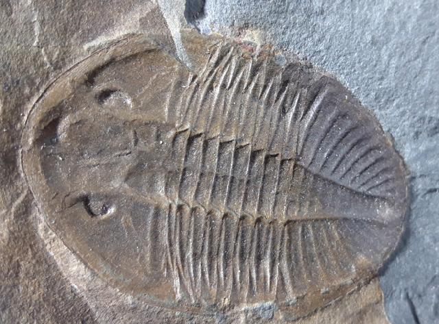 Ogyginus corndensis (MURCHISON 1839) - Bild © FossNet FossilienStore